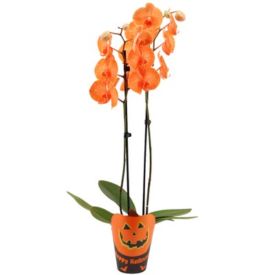 Image of Halloween-Orchidee*