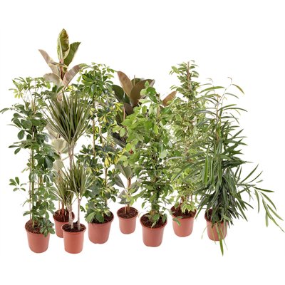 Image of Exklusive Solitär-Grünpflanze*
