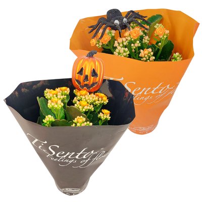 Image of Halloween-Kalanchoe im Zinkeimer*