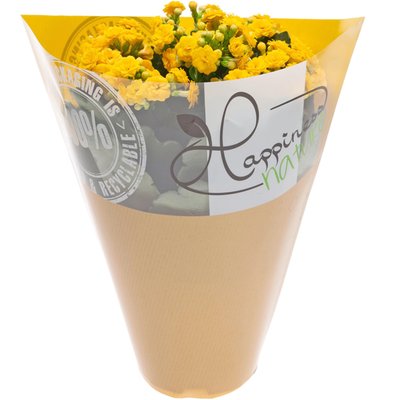 Image of Gefüllte Kalanchoe*