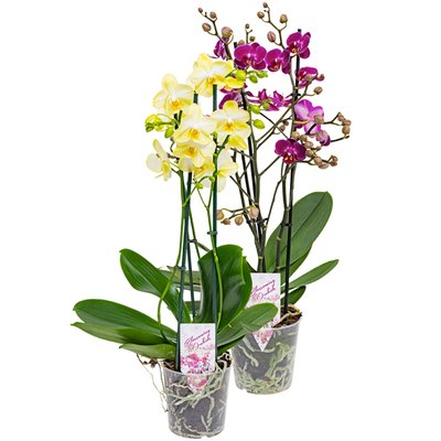 Image of Orchidee Phalaenopsis Multiflora*